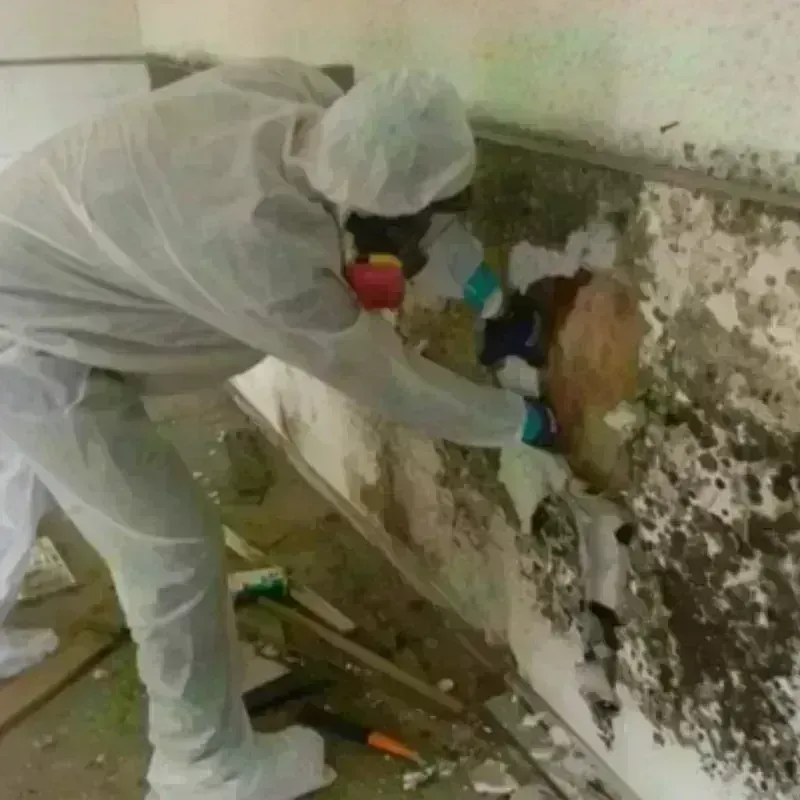 Mold Remediation and Removal in Whitewright, TX